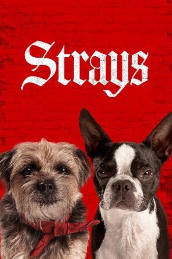 Strays (2023) Dual Audio ORG 720p 480p BluRay [Hindi-English]